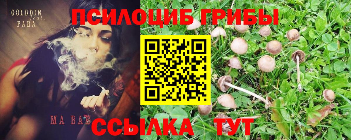 Галлюциногенные грибы Cubensis  Галлюциногенные грибы мицелий  Вход с VPN  Севастополь 